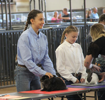 4-H kids display their rabbits at the annual livestock show.