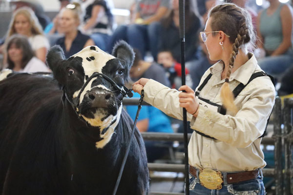 beef showmanship