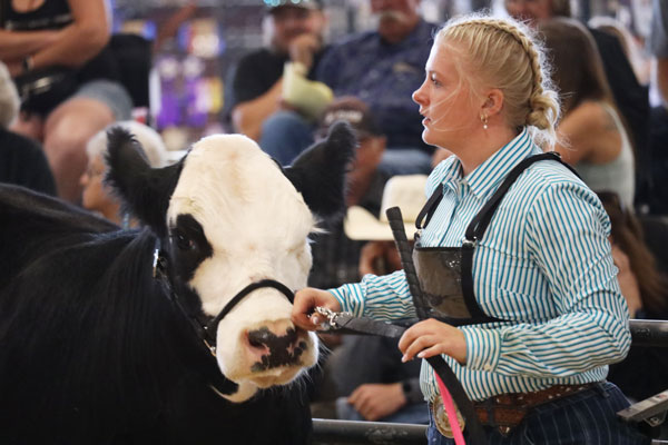beef showmanship