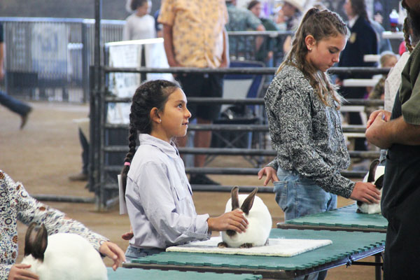 girl showing her rabbit in the rabbit show