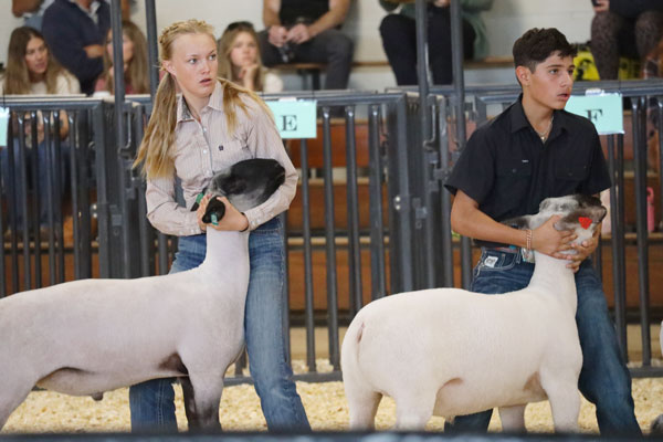 Sheep show competitors